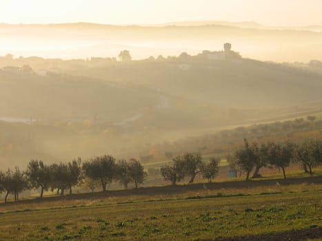 Vineyard Fields and Golden Hills at Chateau Mistvale