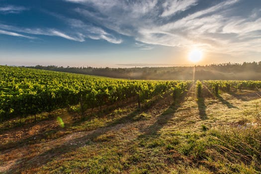 Vineyard Magic and Morning Sips at Chateau Trellis