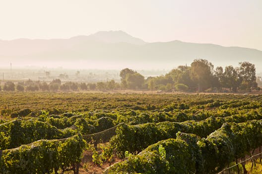 Vineyard Morning Mist at Chateau Grapebreeze